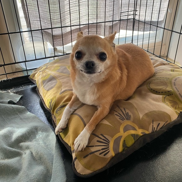 My name is Liz and I am a thrifty shopper from the Jersey Shore. - Picture 6 of 7